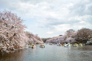 inokashira-park sakura