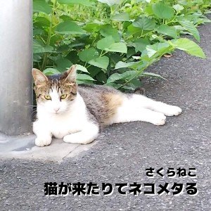 猫が来たりてネコメタる