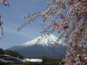 桜と富士山