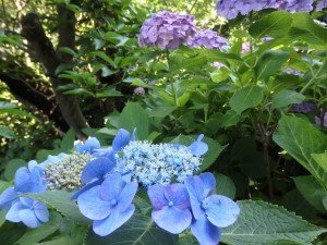 花びらの一つ一つが繊細できれい