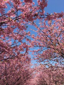 河津桜