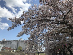 柏尾川沿いの桜