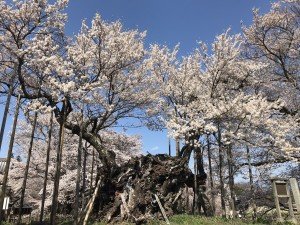 山高神代桜