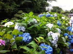 紫陽花＠成就院